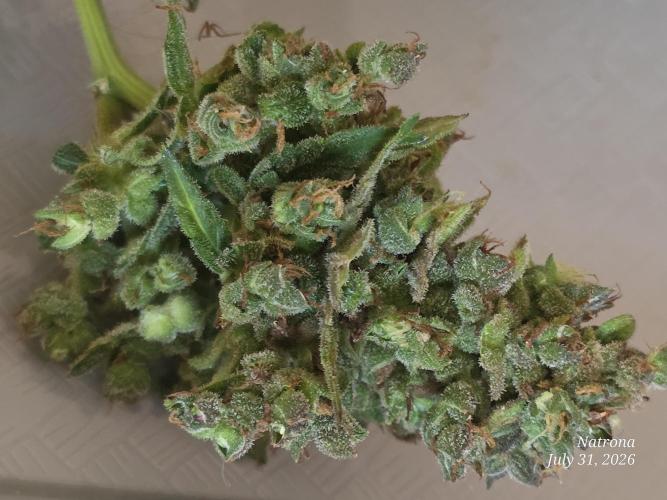 Whorled Phyllotaxy-Hawaiian Snow auto. Week 13