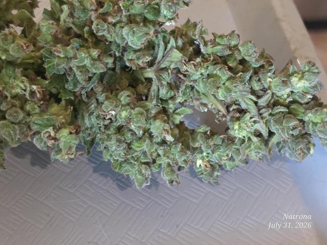 Whorled Phyllotaxy-Hawaiian Snow auto. Week 13