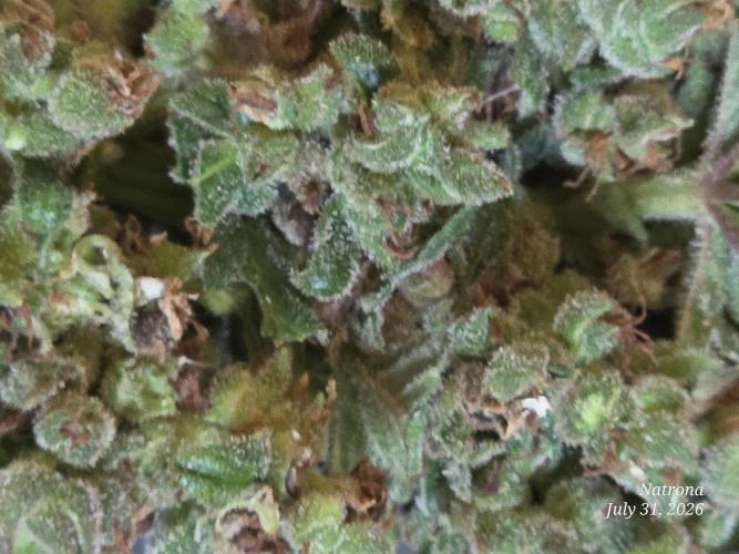 Whorled Phyllotaxy-Hawaiian Snow auto. Week 13