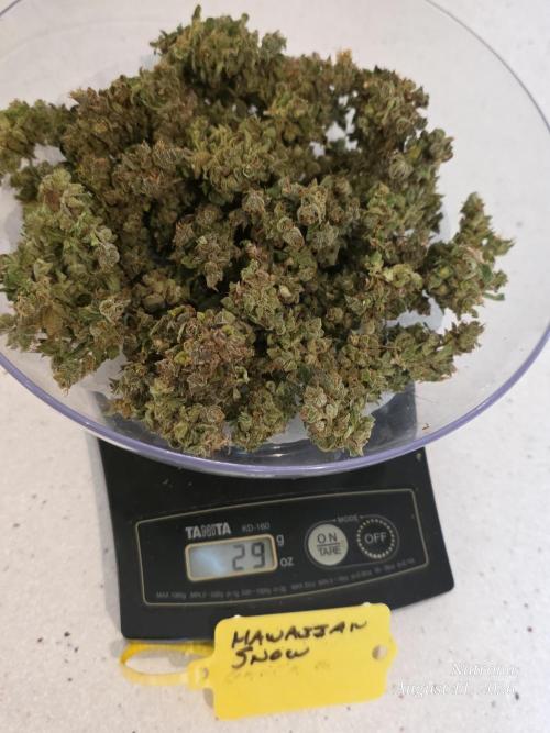 Whorled Phyllotaxy-Hawaiian Snow auto. Week 13