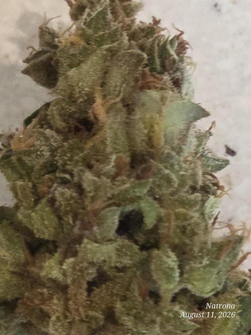Whorled Phyllotaxy-Hawaiian Snow auto. Week 13