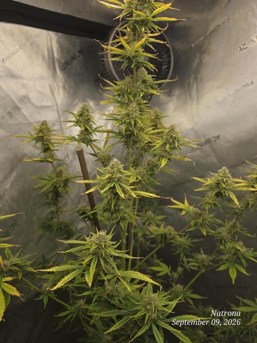 Sunset Sherbet auto. Week 9