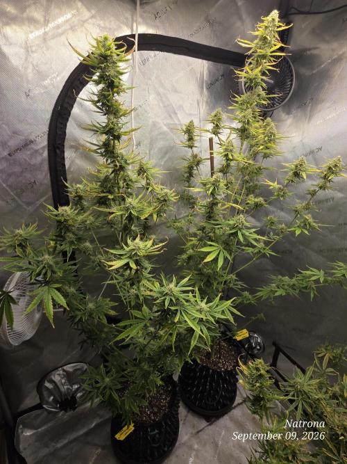 Sunset Sherbet auto. Week 9