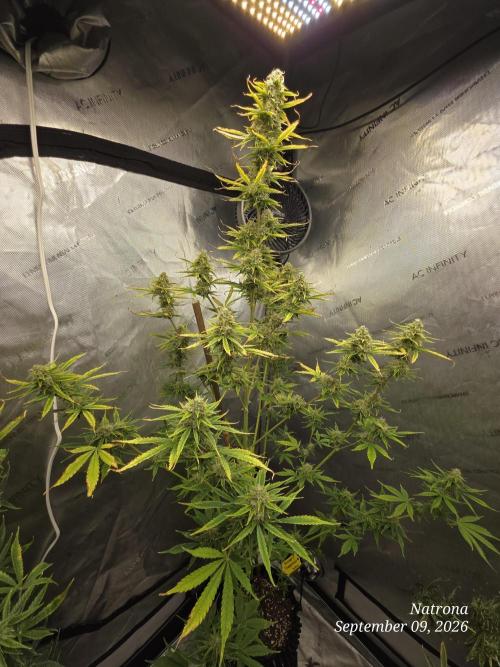 Sunset Sherbet auto. Week 9