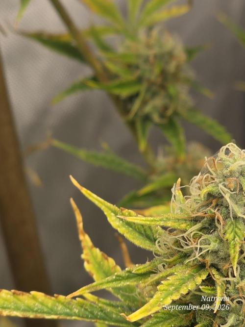 Sunset Sherbet auto. Week 9