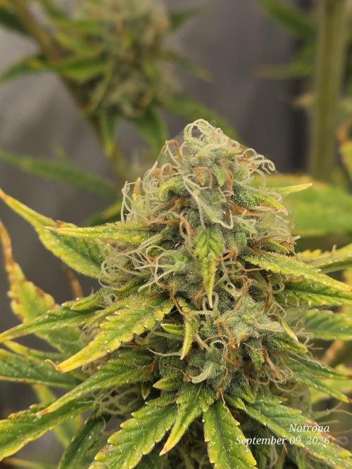 Sunset Sherbet auto. Week 9