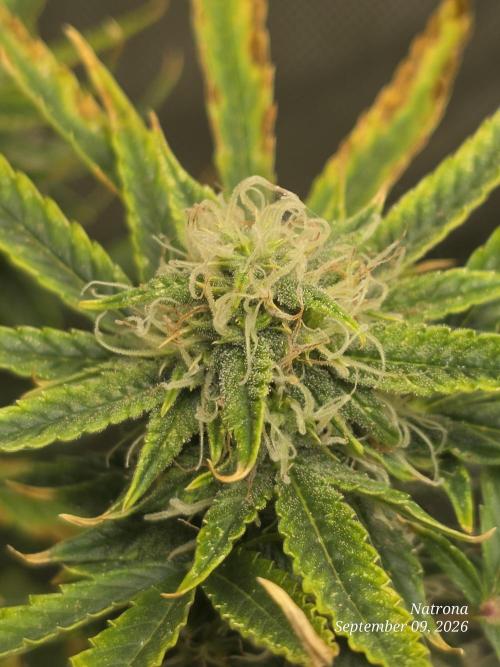 Sunset Sherbet auto. Week 9