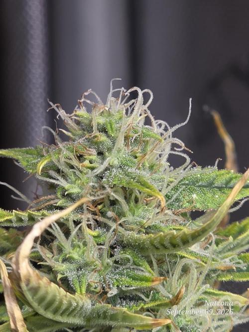 Sunset Sherbet auto. Week 9