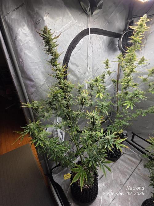 Sunset Sherbet auto. Week 9