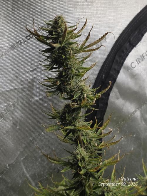 Sunset Sherbet auto. Week 9
