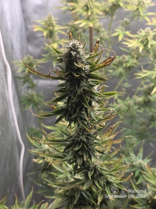 Sunset Sherbet auto. Week 9