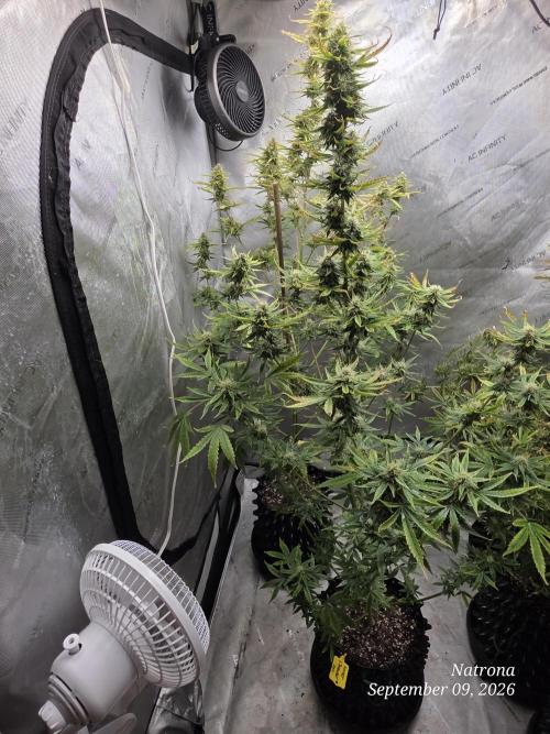 Sunset Sherbet auto. Week 9
