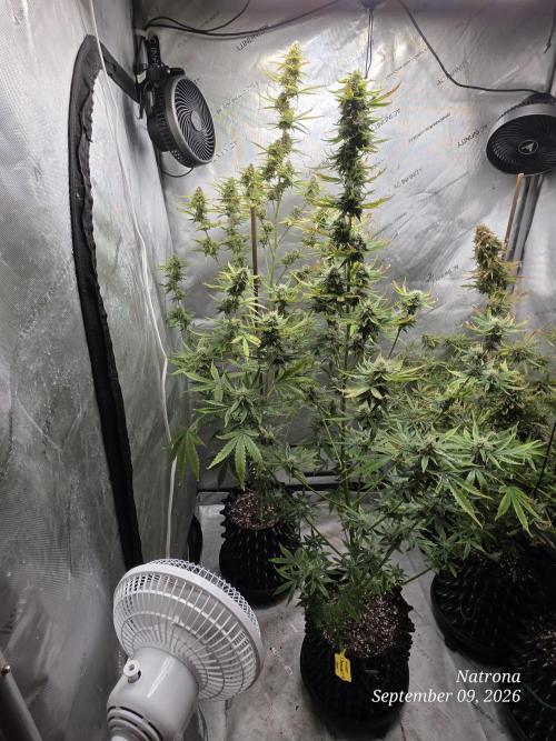 Sunset Sherbet auto. Week 9