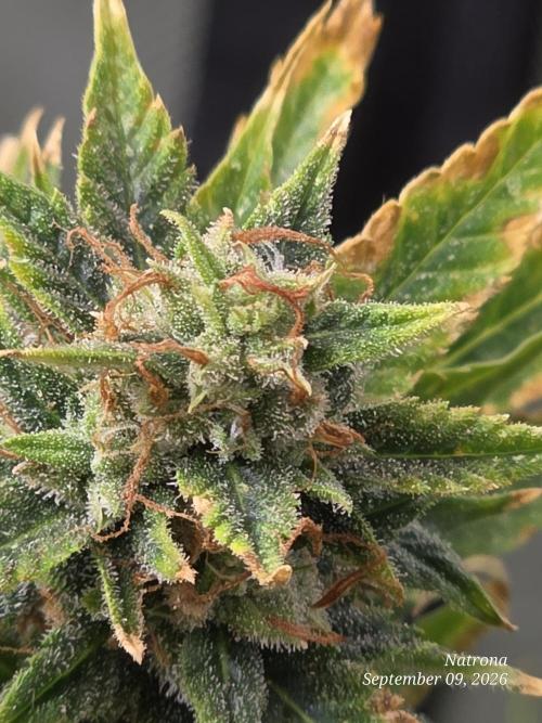 Auto Wappa. Week 10