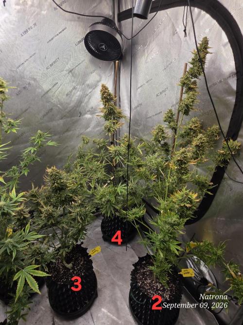 Auto Wappa. Week 10
