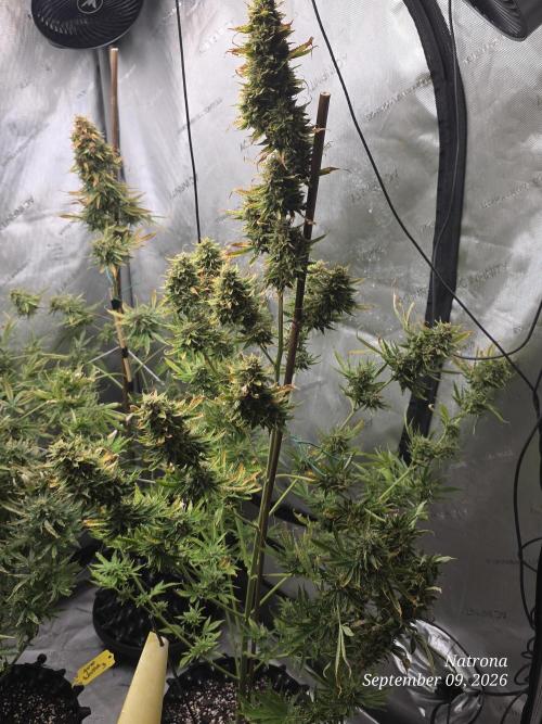 Auto Wappa. Week 10