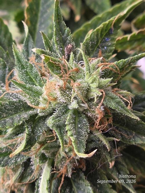 Auto Wappa. Week 10