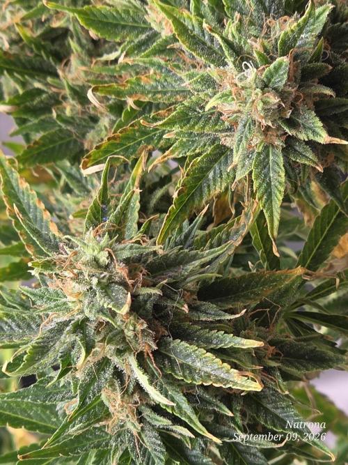 Auto Wappa. Week 10