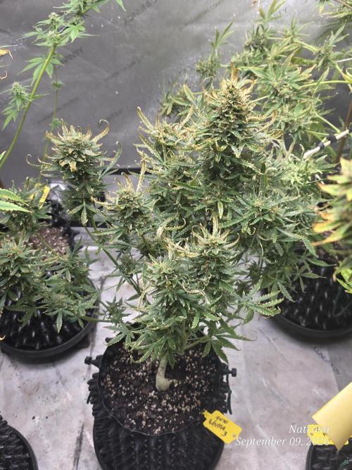 Auto Wappa. Week 10