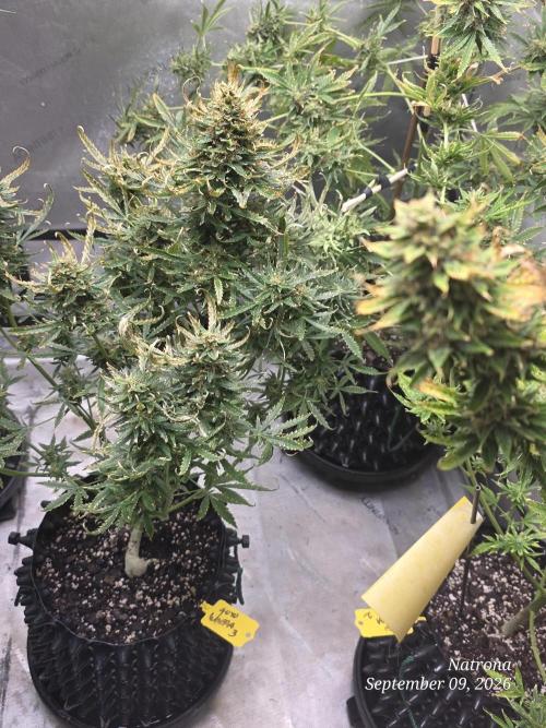 Auto Wappa. Week 10