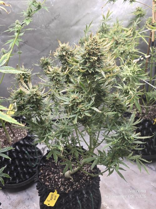 Auto Wappa. Week 10