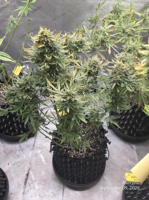 Auto Wappa. Week 10