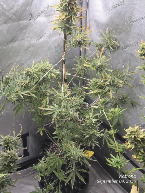 Auto Wappa. Week 10