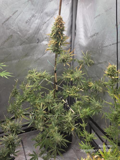Auto Wappa. Week 10