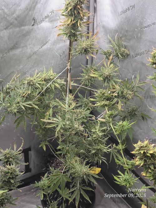Auto Wappa. Week 10