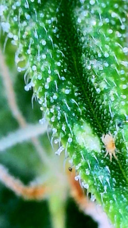 Auto Wappa. Week 10