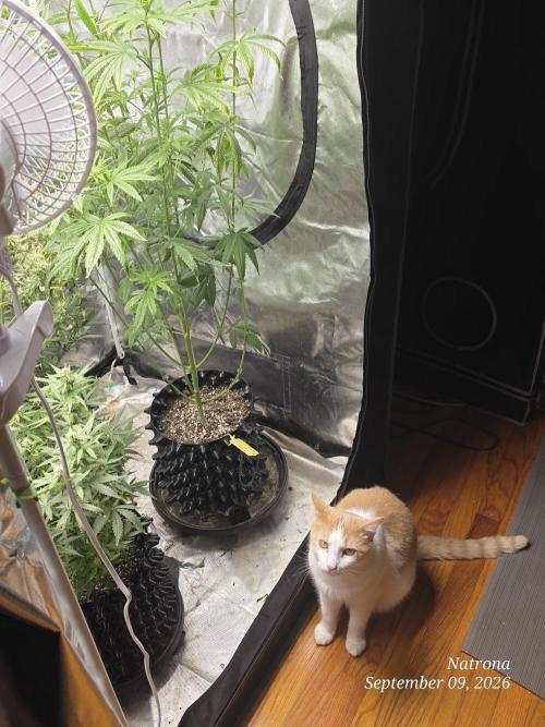 Tutankhamon Fast-Nokotech Simplex. Week 6