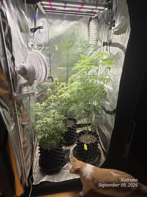 Tutankhamon Fast-Nokotech Simplex. Week 6