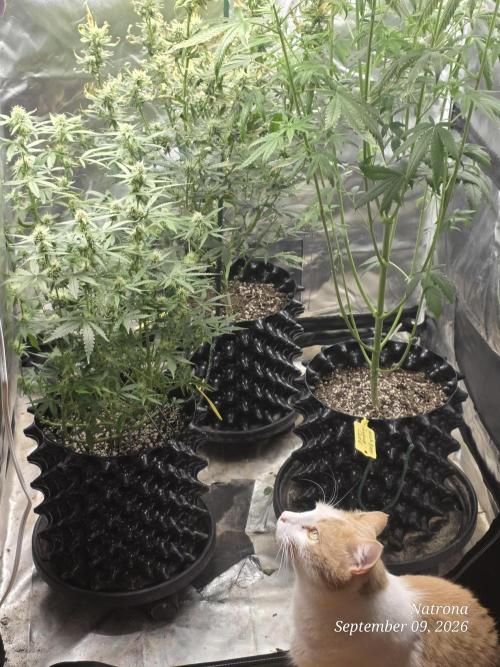 Tutankhamon Fast-Nokotech Simplex. Week 6
