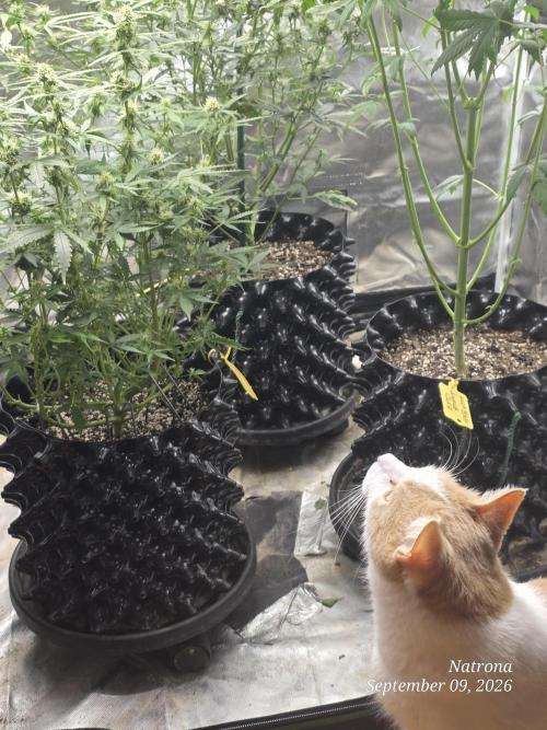 Tutankhamon Fast-Nokotech Simplex. Week 6