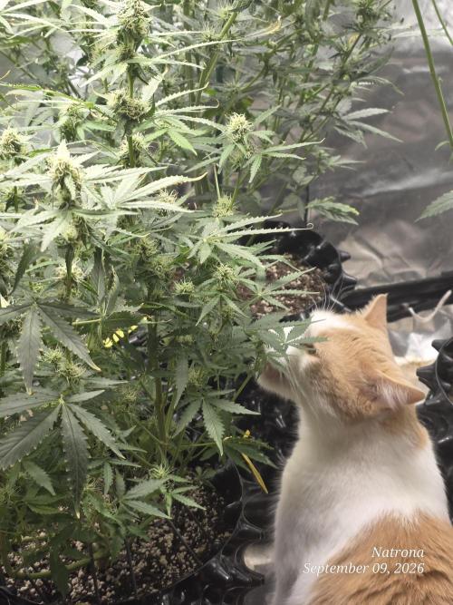 Tutankhamon Fast-Nokotech Simplex. Week 6