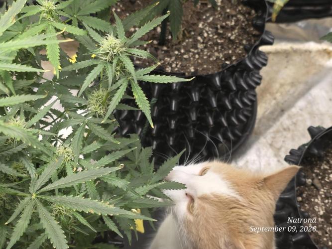 Tutankhamon Fast-Nokotech Simplex. Week 6