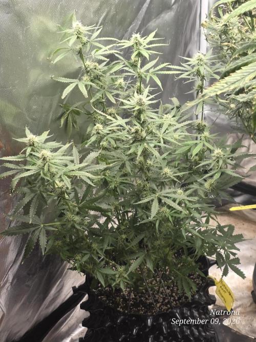 Tutankhamon Fast-Nokotech Simplex. Week 6
