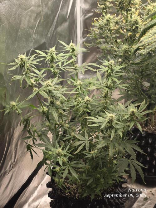 Tutankhamon Fast-Nokotech Simplex. Week 6