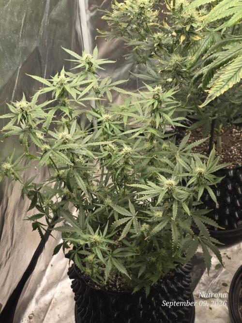 Tutankhamon Fast-Nokotech Simplex. Week 6