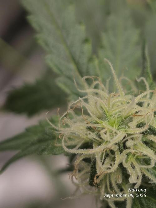Tutankhamon Fast-Nokotech Simplex. Week 6