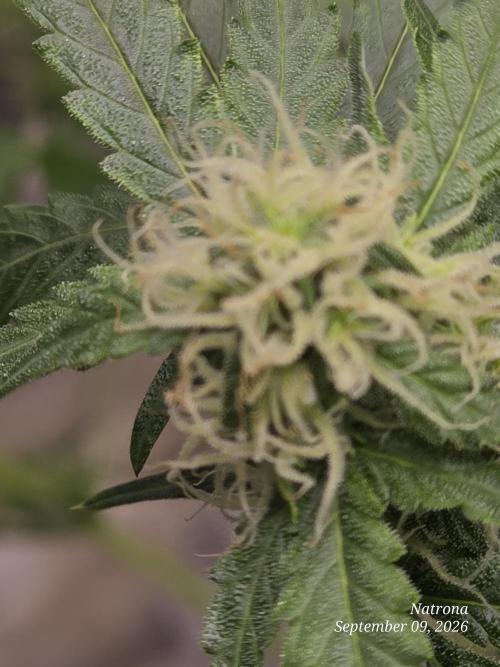 Tutankhamon Fast-Nokotech Simplex. Week 6