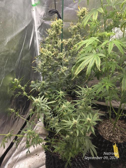 Tutankhamon Fast-Nokotech Simplex. Week 6