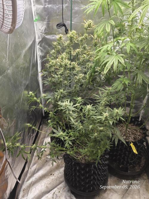 Tutankhamon Fast-Nokotech Simplex. Week 6