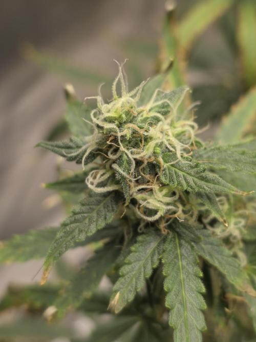 Tutankhamon Fast-Nokotech Simplex. Week 7