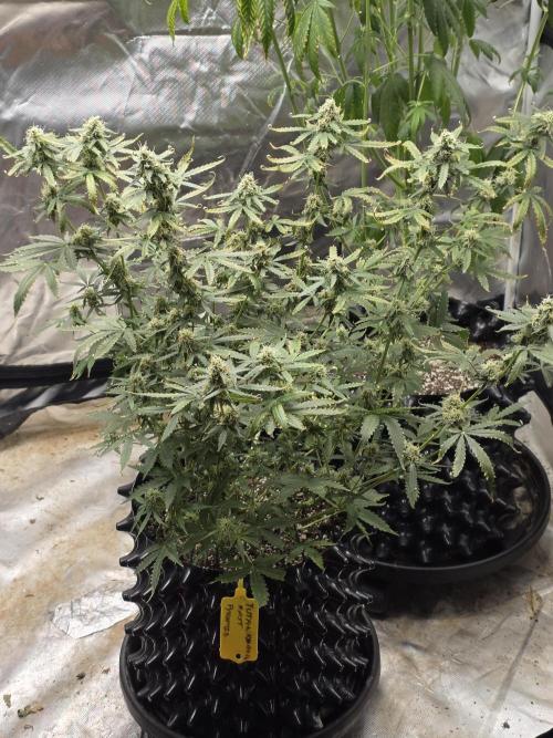 Tutankhamon Fast-Nokotech Simplex. Week 7