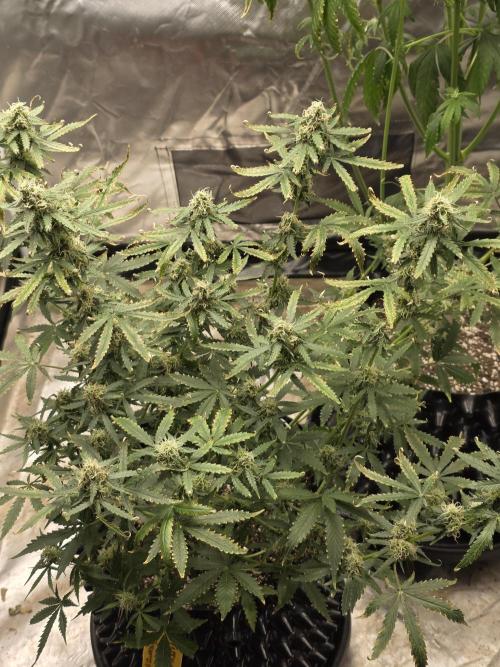Tutankhamon Fast-Nokotech Simplex. Week 7