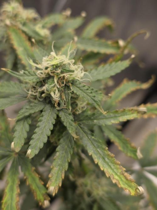 Tutankhamon Fast-Nokotech Simplex. Week 7