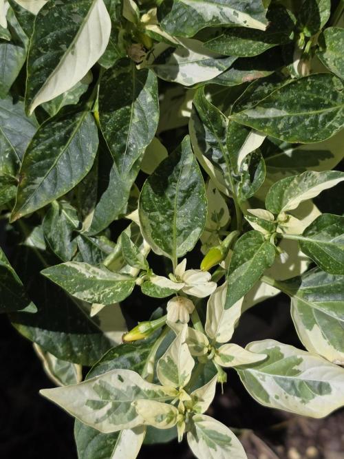 Tutankhamon Fast-Nokotech Simplex. Week 7