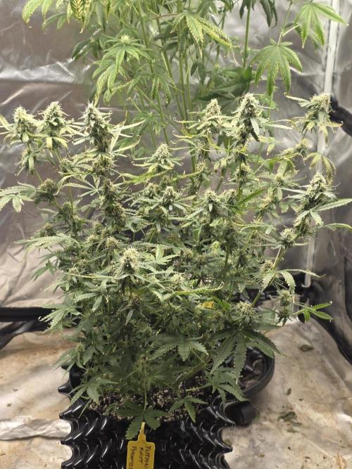 Tutankhamon Fast-Nokotech Simplex. Week 7