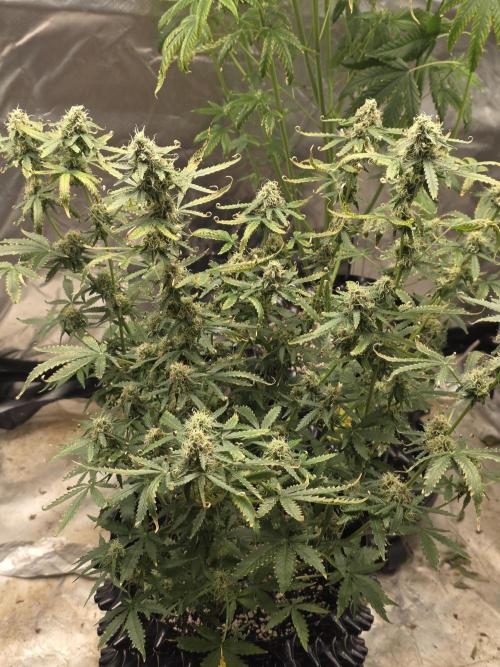Tutankhamon Fast-Nokotech Simplex. Week 7